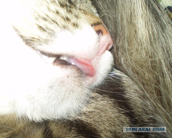 КОТовторник 13.04.2010г.