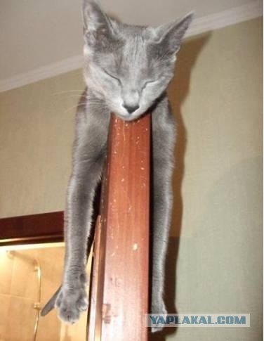Сонный Котовторник