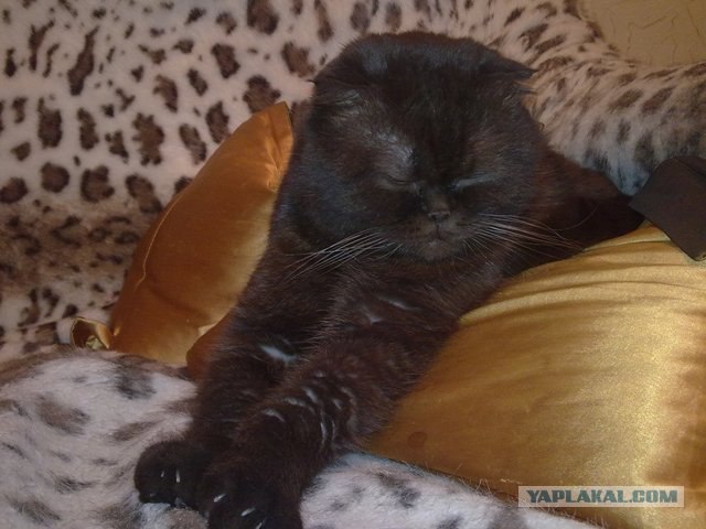 Котовторник (24. 01. 2012 )