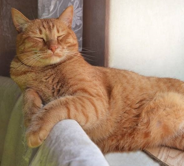 Прикольных котов пост