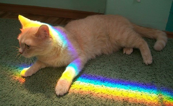 Немного милоты
