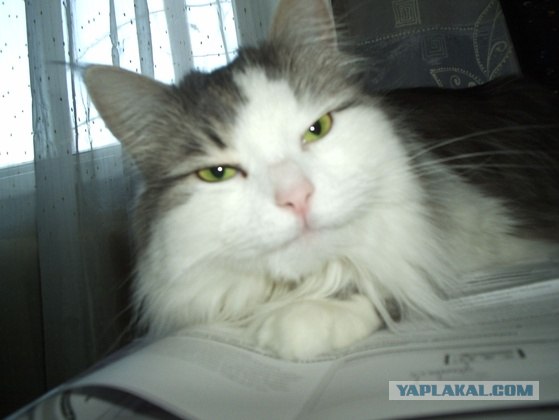 Котовторник  21.08.12