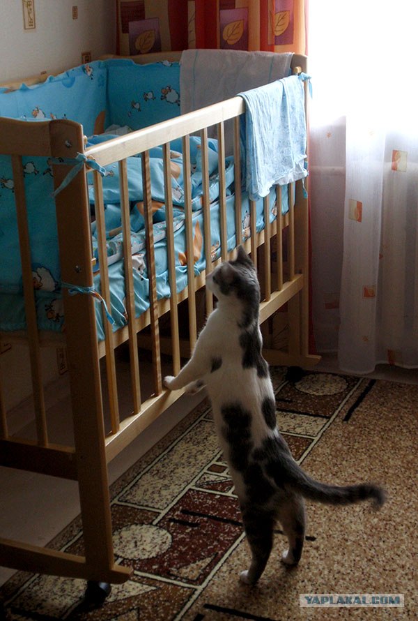 Лучшие друзья навсегда