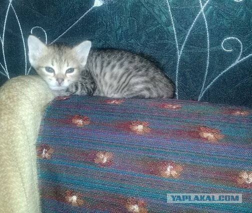 Миленько