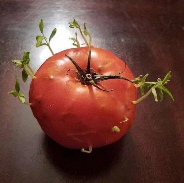 Живородящие растения