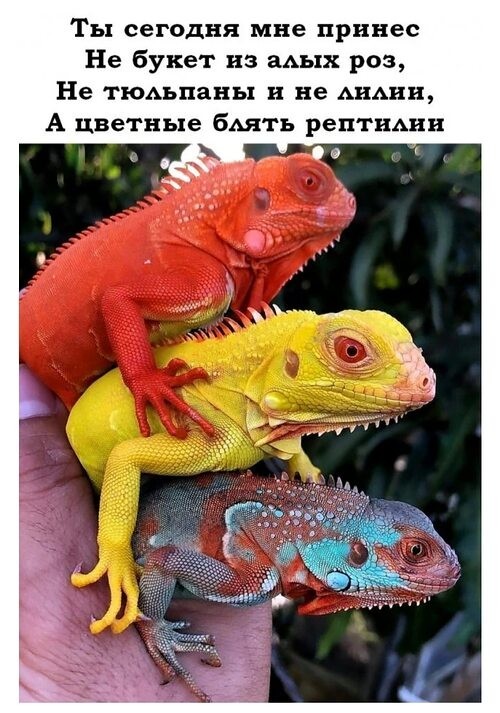Во Флориде прошёл «дождь» из игуан