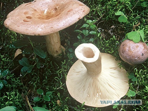 Грибное воскресенье