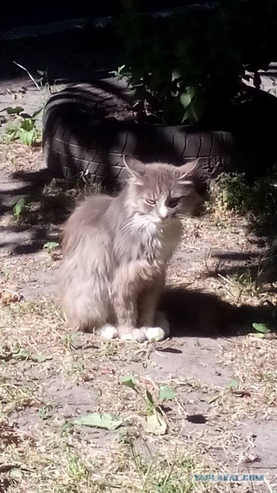 Котовторник