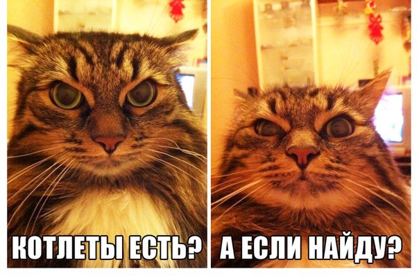 Котлета