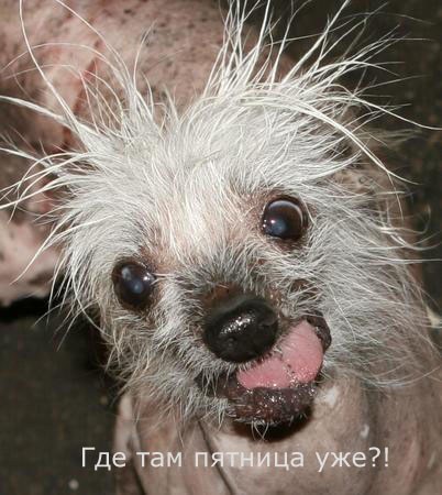 Прикольные собаки на среду