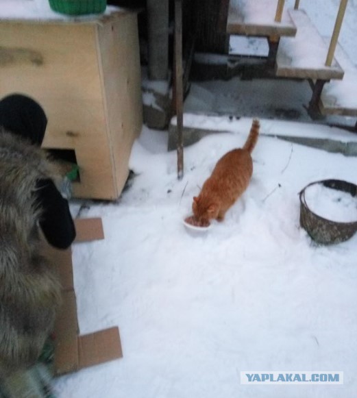 Дом для кота