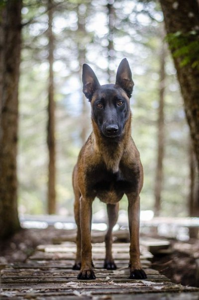 Живность из сети
