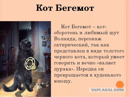Котовторник  25.07.2017
