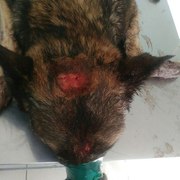 Винзилинские живодеры вбивали гвозди в голову собаки (18+)