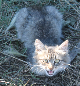 Котовторник  13.02.2018