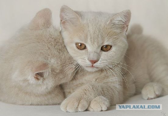 Котовторник на ЯПлакалъ (03.06), котята (31 шт)