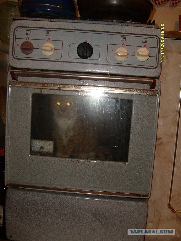 Как же можно про котовторник забыть?!