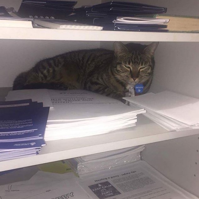 Прикольных котов пост