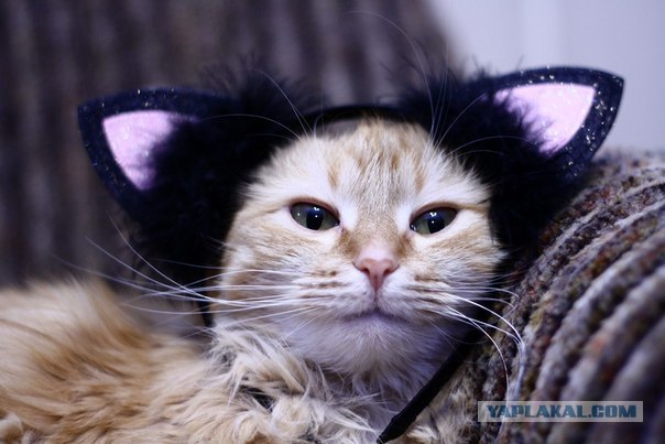 Котовторник   5.06.2012