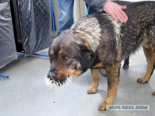 Очень острый опыт бульдожки