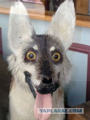 Таксидермия + наркомания