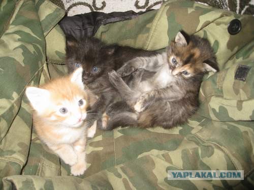 Котовторник 21.05.2013