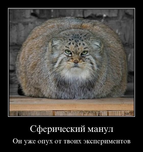 Манул Тимофей из Московского зоопарка закончил процесс зажировки к зиме
