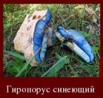 В Подмосковье ввели штрафы до 200 тыс. рублей за сбор и продажу краснокнижных грибов