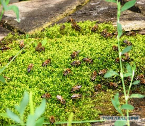 Немного о пчелах и пасеке