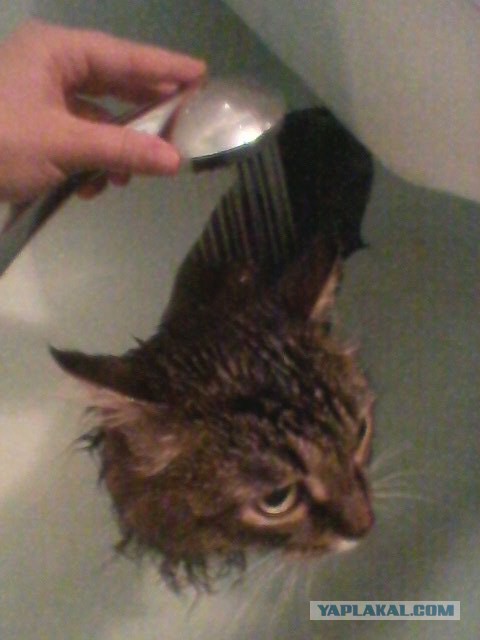 Сегодня мыли котов :3