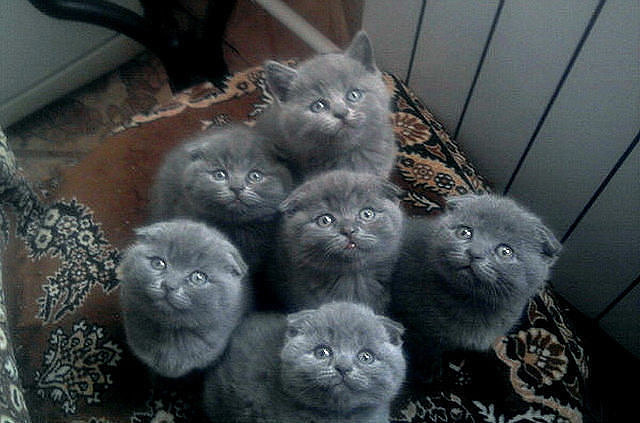 Смешные коты и кошки.