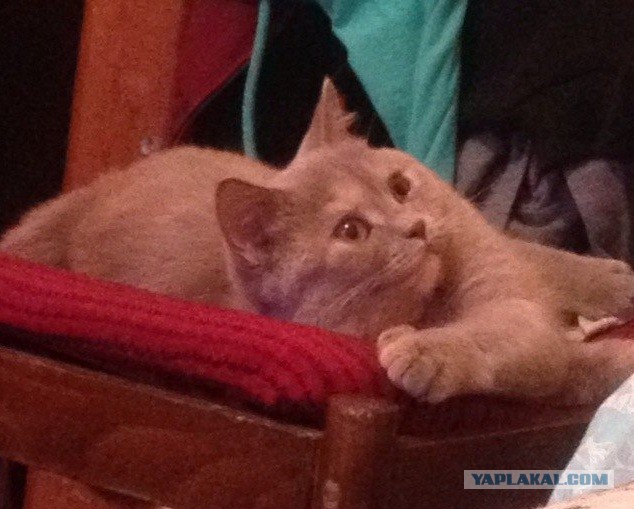 Котовторник 20.05.2014