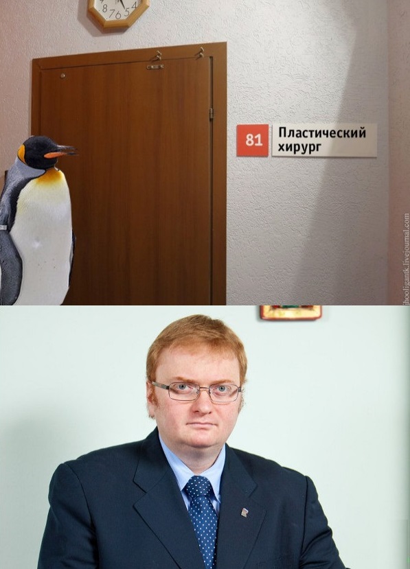 Полная версия нашумевшей истории о пингвине