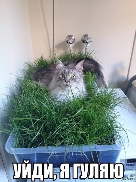 Котовторник 24.03.2015