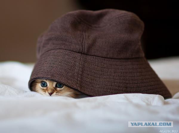 Котю огорчили! За ЧТОООО?