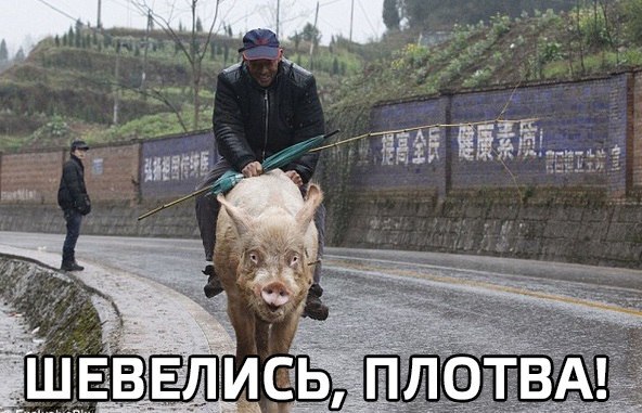 Шевелись, плотва!