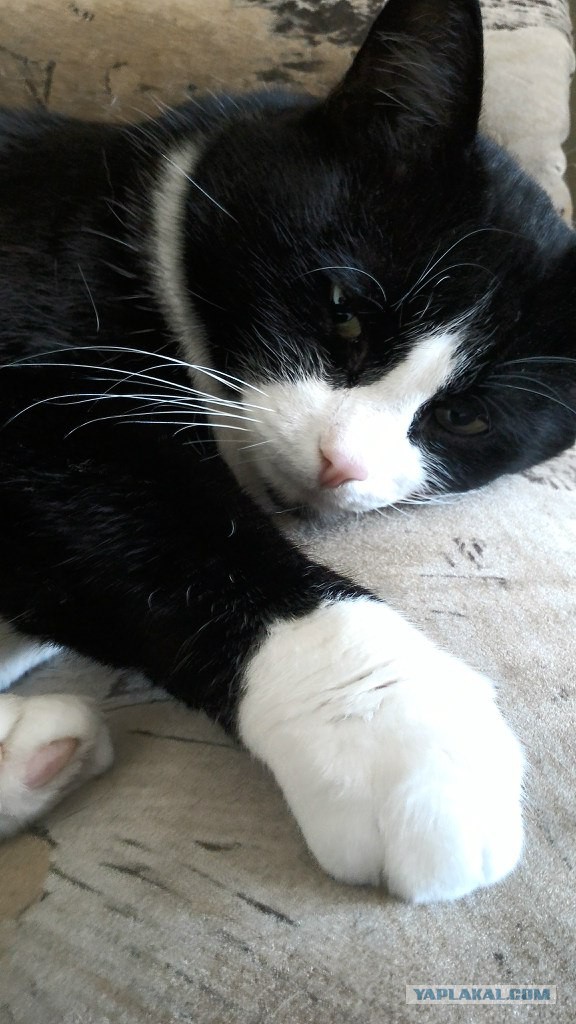Котовторник 7.07.2015