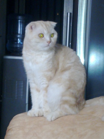 Котовторник 18.08.2015