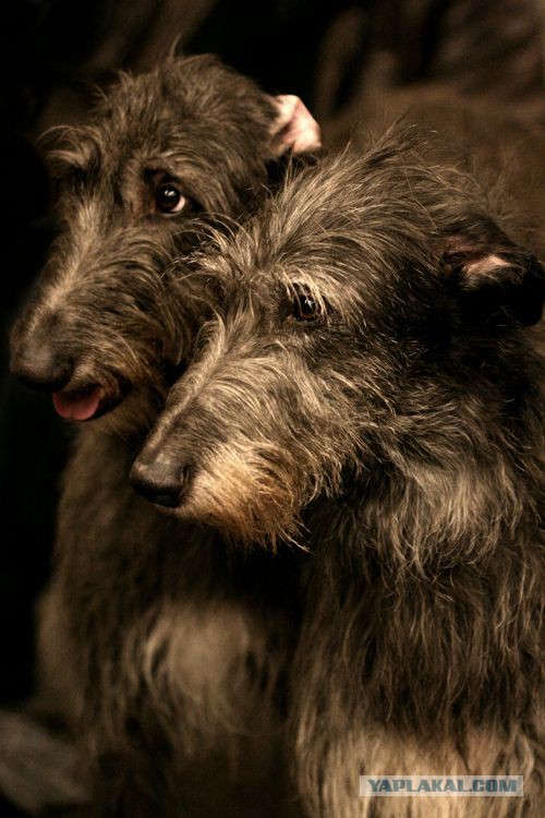 Собакочетверг