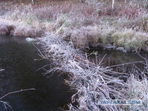 Веппский край, Южная тайга