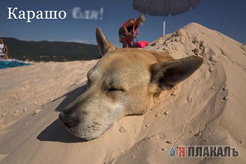 СОБАКИ и ЩЕНКИ. Все про собак!
