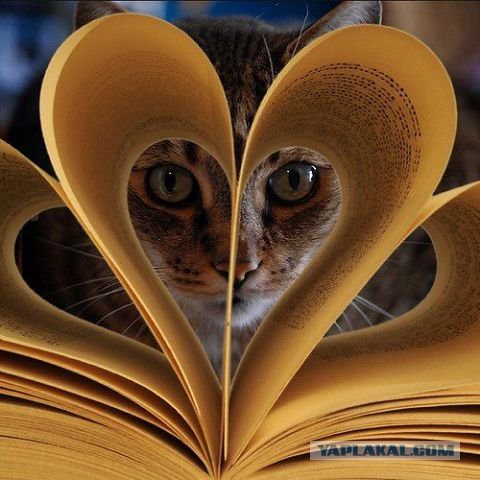 Скотинки - Животинки