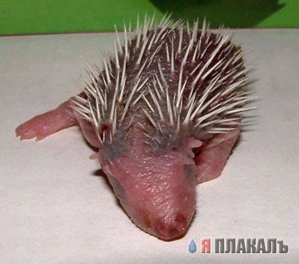 ЕЖИ. Все про ежей, прикольные ежики!