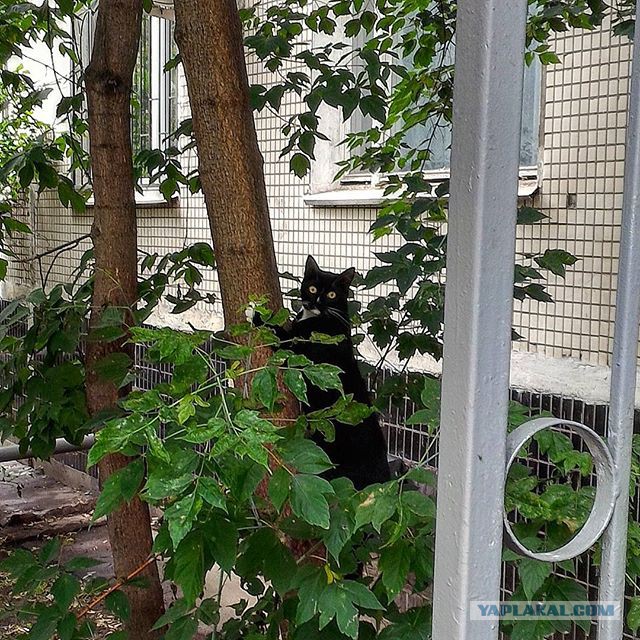 Котовторник 27.09.16
