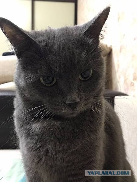Котовторник 13.12.2016