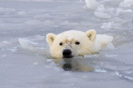 Самые смешные животные