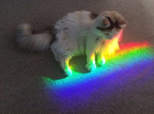 Коты из сети