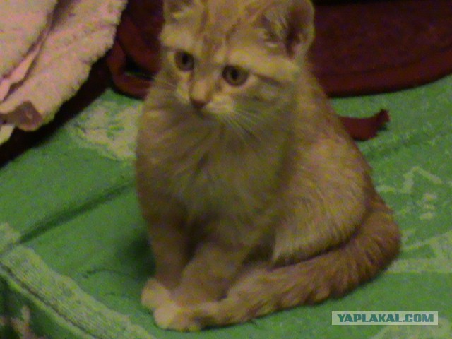 Кошкин день