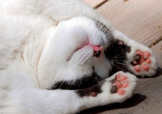 Коты и Кошки