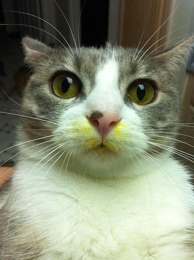 Коты и Кошки